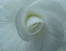 Bird Beak Flower