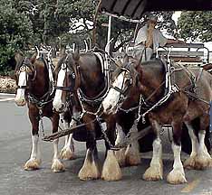 Devonport Horses
