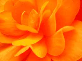 Orange Flower