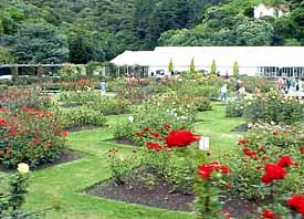 Rose Garden