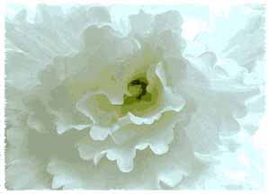 White Flower